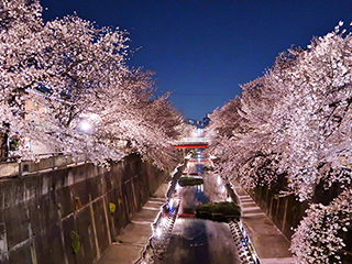 石神井川沿いの遊歩道