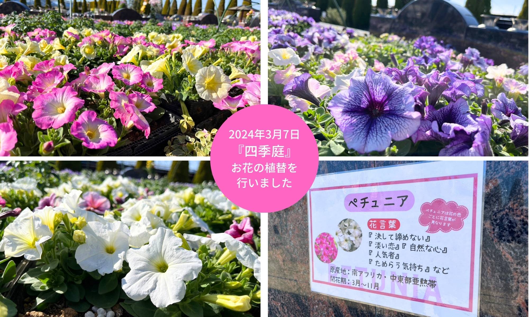 【松戸】『四季庭』お花（春）の植替を行いました