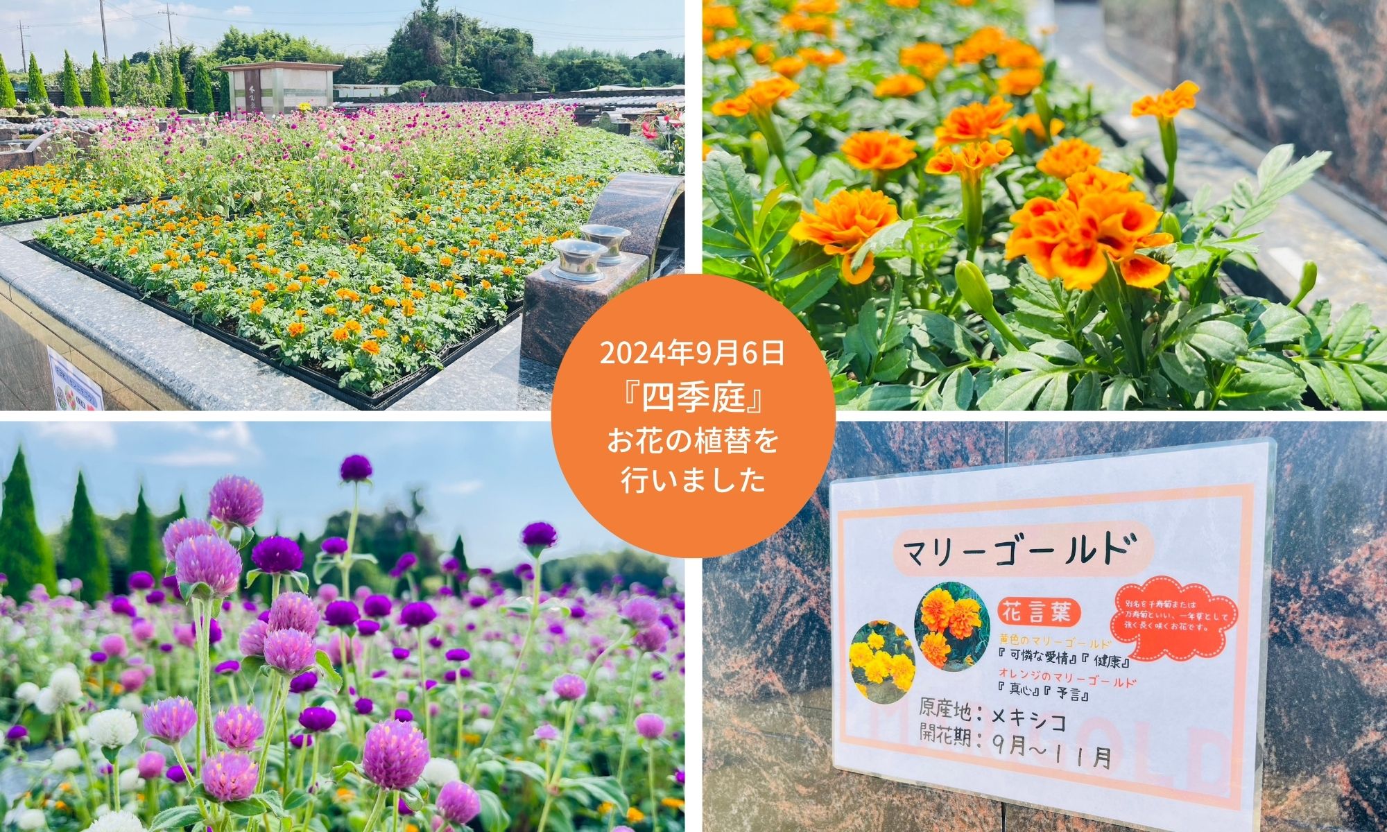 【松戸】『四季庭』お花（秋）の植替を行いました